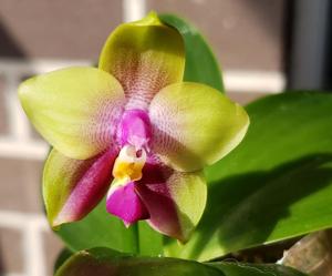 Phalaenopsis bellina-Mituo Princess