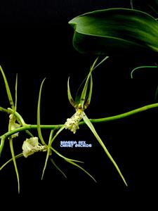 Brassia Rex