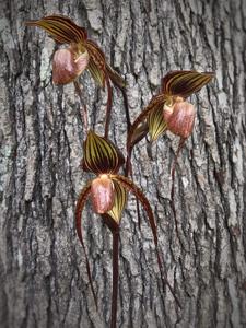 Paphiopedilum Sunlight Anita