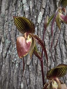 Paphiopedilum Wössner Black Wings