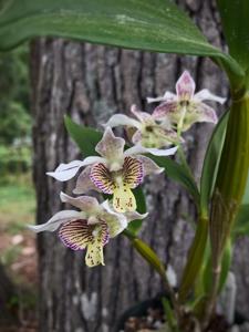 Dendrobium Royal Chip