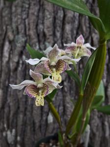 Dendrobium Royal Chip