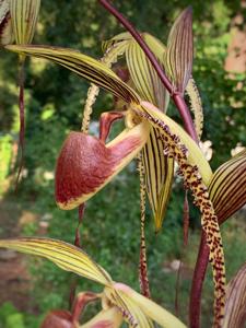 Paphiopedilum Prince Edward of York