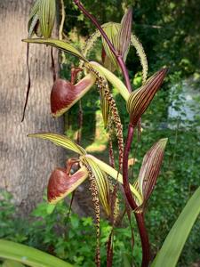 Paphiopedilum Prince Edward of York