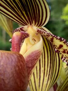 Paphiopedilum Prince Edward of York