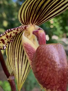 Paphiopedilum Prince Edward of York