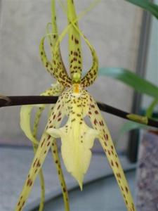 Brassia Datacosa