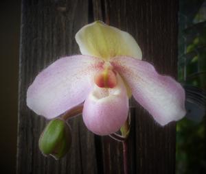 Paphiopedilum Delophyllum