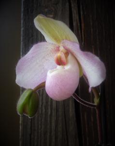 Paphiopedilum Delophyllum