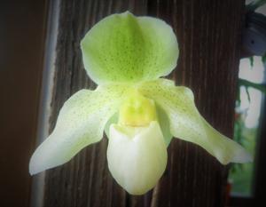 Paphiopedilum Fredensborg-godefroyae