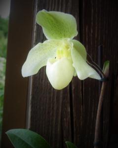 Paphiopedilum Fredensborg-godefroyae