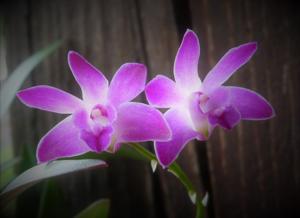 Dendrobium Berry