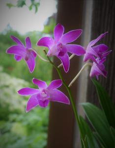 Dendrobium Berry