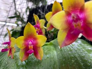 Phalaenopsis Blue Ridge Dragon