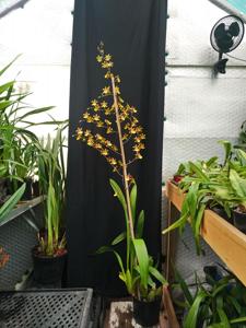 Oncidium Splinter