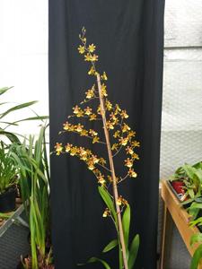 Oncidium Splinter