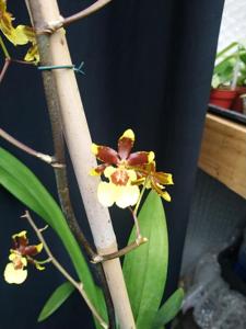 Oncidium Splinter