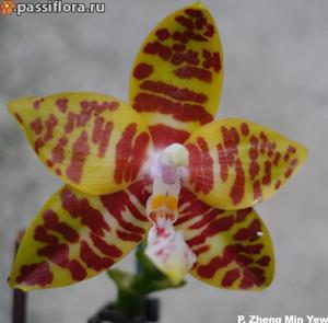 Phalaenopsis Zheng Min Yew