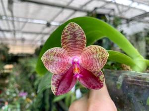 Phalaenopsis Pylo's Gigabell