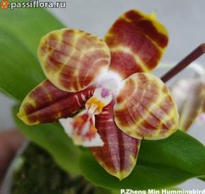 Phalaenopsis Zheng Min Hummingbird