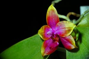 Phalaenopsis Princess Kaiulani