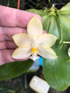 Phalaenopsis Buena Jewel