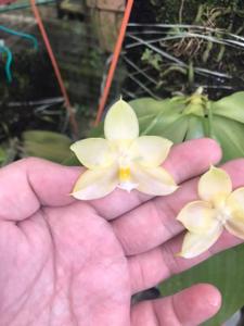 Phalaenopsis Buena Jewel