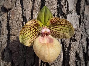 Paphiopedilum Fanaticum