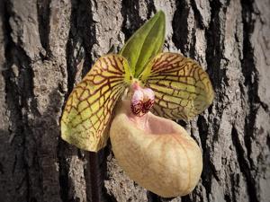 Paphiopedilum Fanaticum