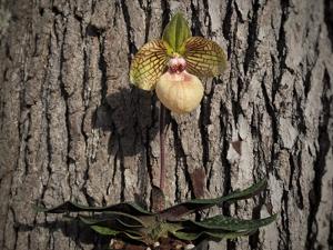 Paphiopedilum Fanaticum