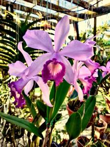 Cattleya Sallieri (1895)