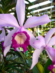 Cattleya Sallieri