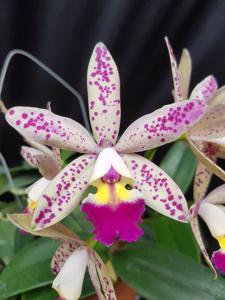 Cattleya Tropical Pointer