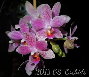 Phalaenopsis Bernice Maskin