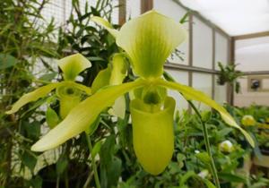 Paphiopedilum Henrietta Fujiwara