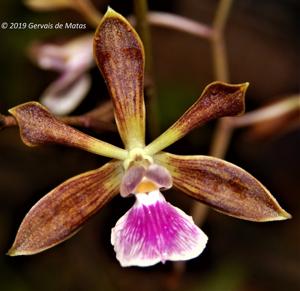 Encyclia Atropine