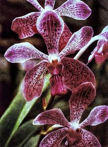 Vanda Precocious