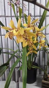 Cymbidium Photharam Stardust