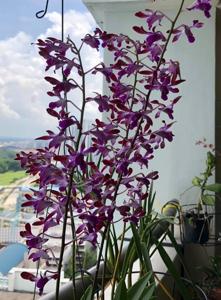 Dendrobium Genting Fragrance