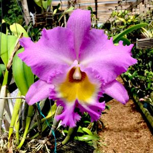 Rhyncholaeliocattleya Mount Hood