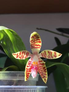 Phalaenopsis Double Eagle