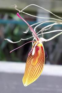 Restrepia Orange Pixie