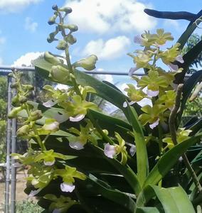 Vandachostylis Kedah Bella