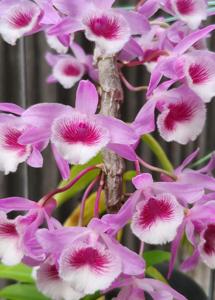 Dendrobium The New Hope