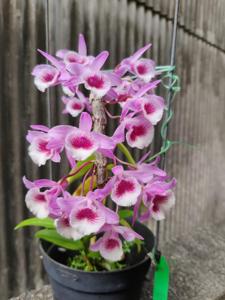 Dendrobium The New Hope