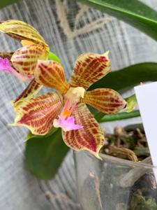 Phalaenopsis Jazz Man