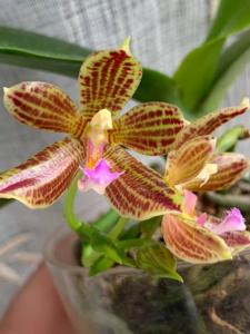 Phalaenopsis Jazz Man