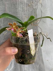 Phalaenopsis Jazz Man