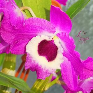 Dendrobium Star Sapphire