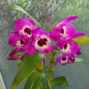 Dendrobium Star Sapphire